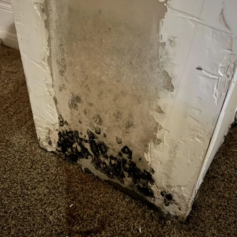 Professional Mold Removal in Henry County, IN